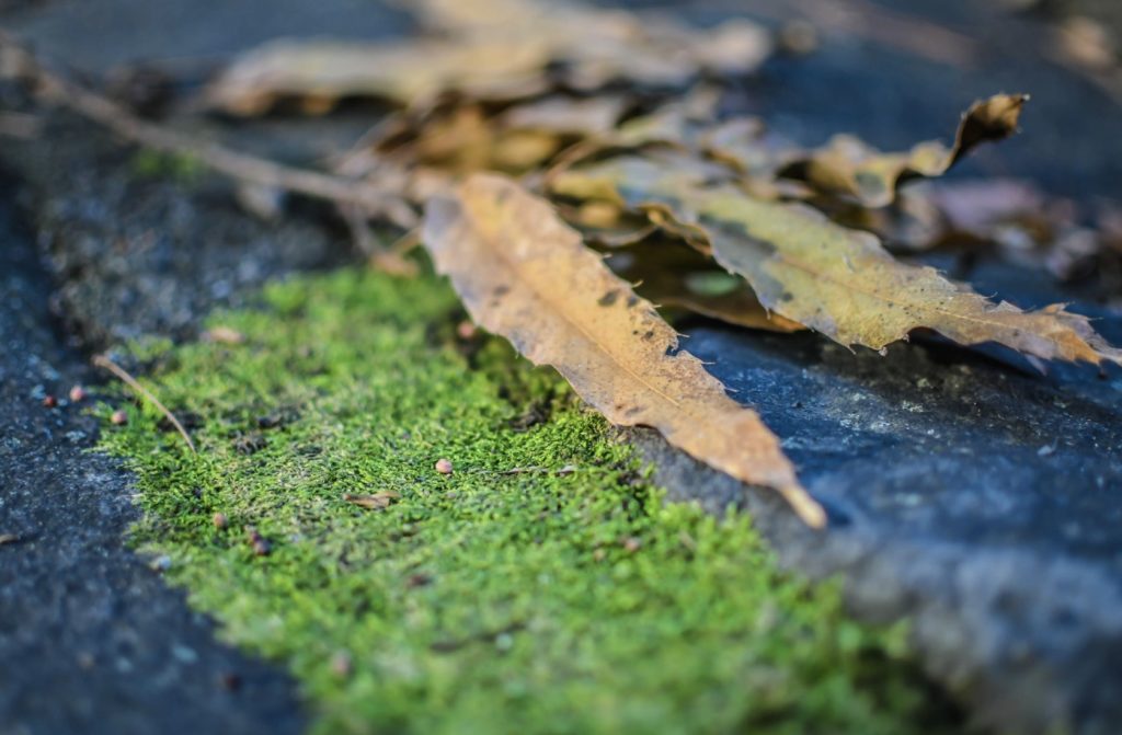 debris and moss