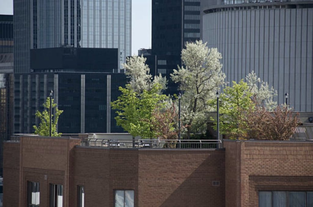 rooftop garden